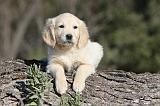 GOLDEN RETRIEVER 550